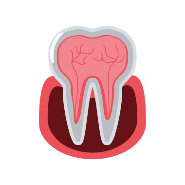 İnsan dişi bölümü