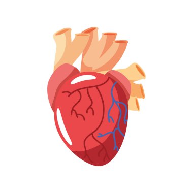 İnsan kalbi organı