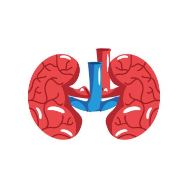 İnsan böbreği organları