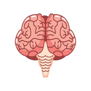 İnsan beyin organı