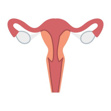 kadın üreme sistemi