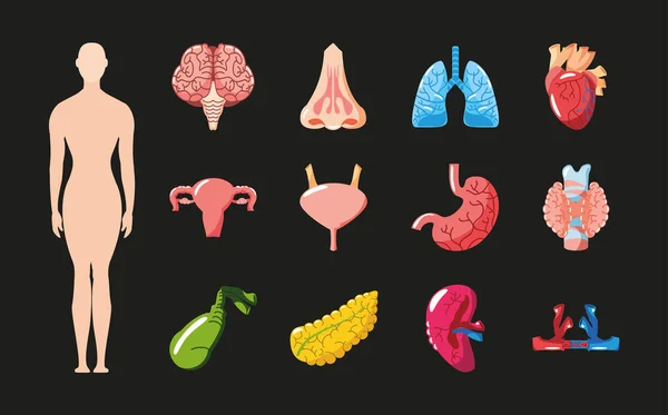 ฮัมมันต ์ ORGANS ICONS — ภาพเวกเตอร์สต็อก