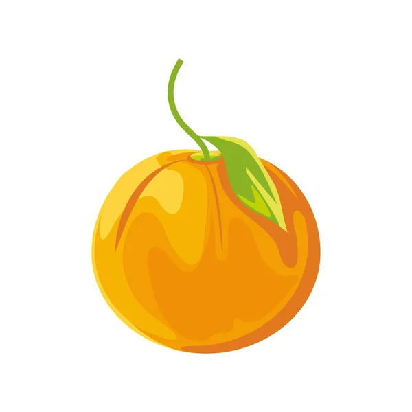 ผลไม้เขตร้อนสีส้ม — ภาพเวกเตอร์สต็อก