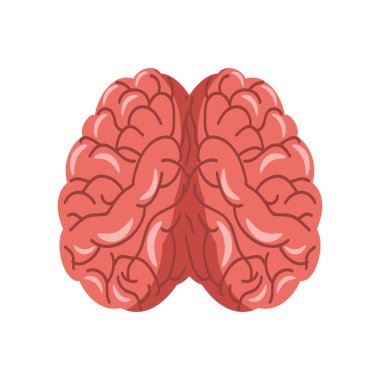 Beyin insan anatomisi