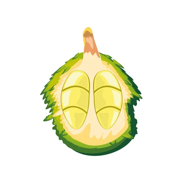 Frutta tropicale durian — Vettoriale Stock