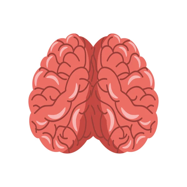 Anatomía humana cerebral — Archivo Imágenes Vectoriales