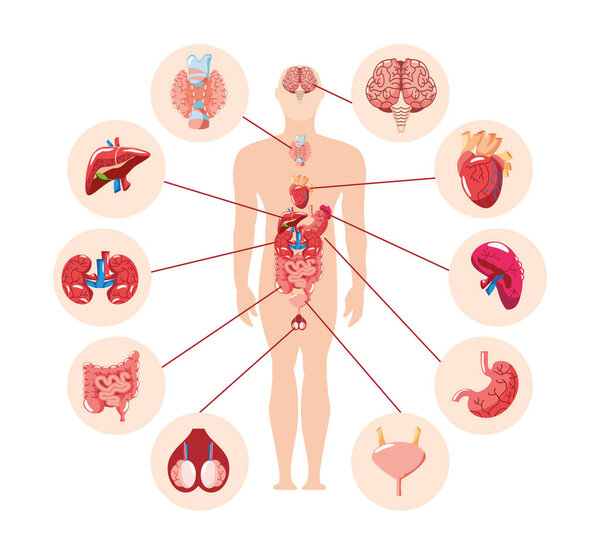 human body internal organs