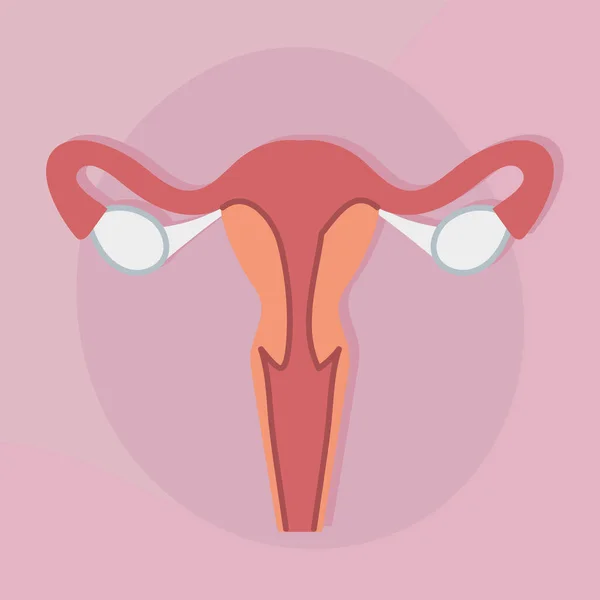 Female reproductive system — Stock Vector