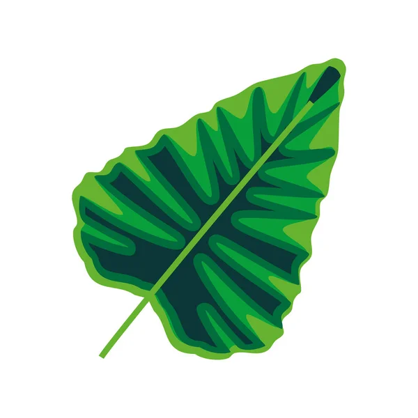 Tropické palmy listové — Stockový vektor