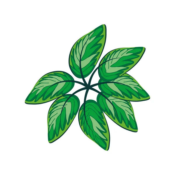 Hojas planta tropical — Vector de stock