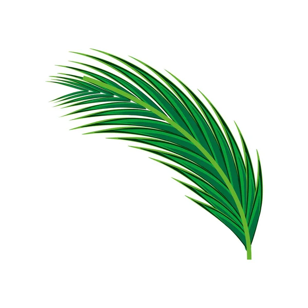 Folha de palmeira — Vetor de Stock