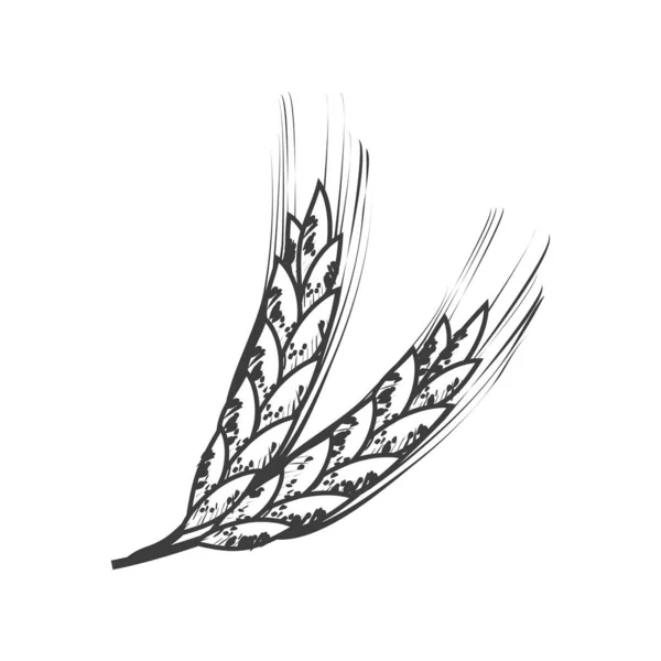 Pšeničné větve potraviny — Stockový vektor