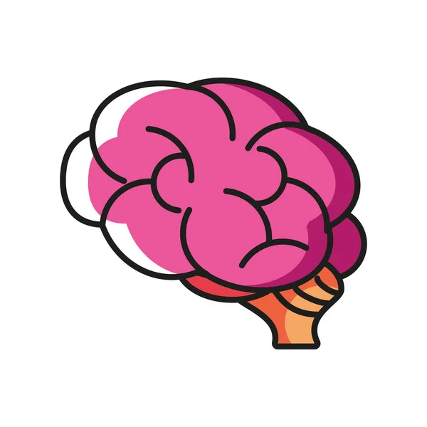 Órgano cerebral humano — Vector de stock