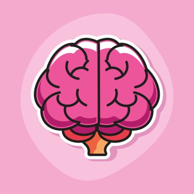 Beyin organı anatomisi