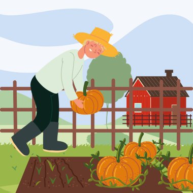 Çiftçi kabak tarlası topluyor.