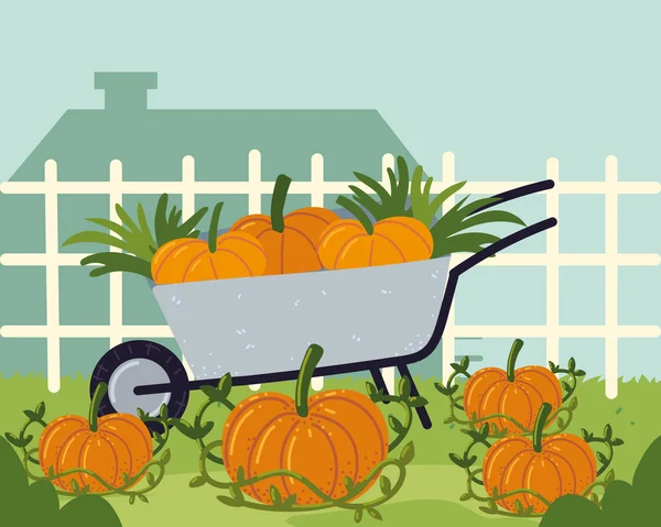 Wheelbarrow with pumpkins — Stock Vector