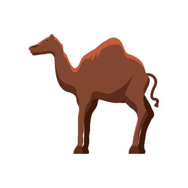 Dromedary deve hayvanı