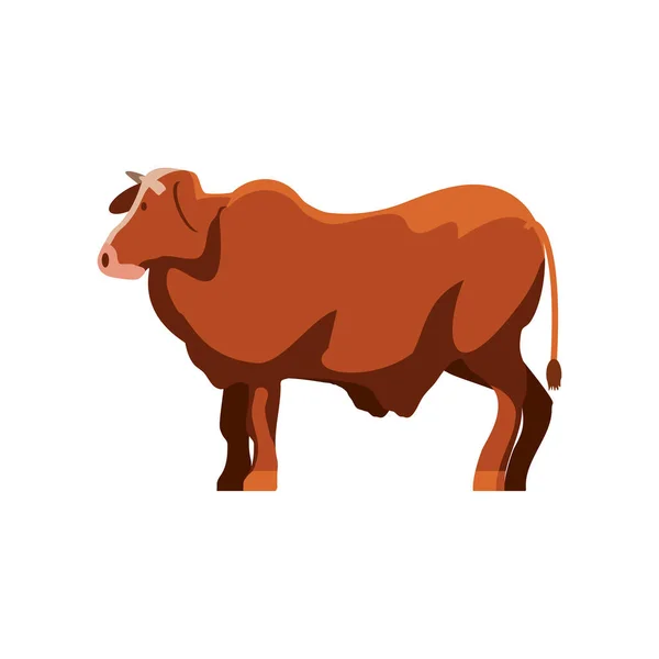 Скот быка — стоковый вектор