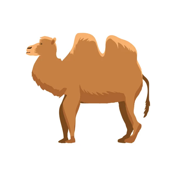 Desenhos animados dromedary animal —  Vetores de Stock