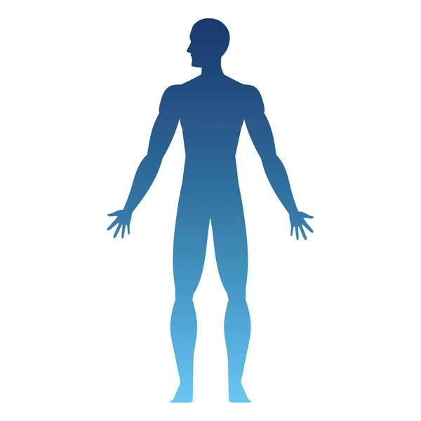 Human body standing up — Stock Vector