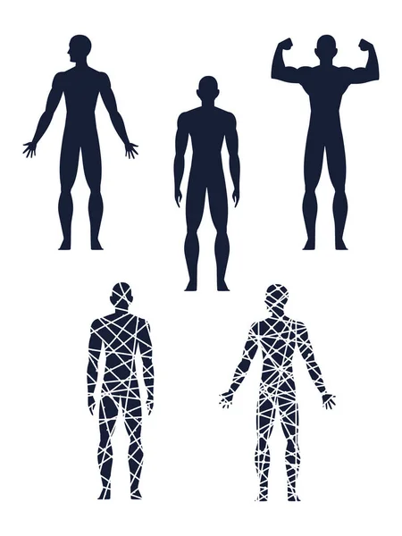 Здоровое человеческое тело — стоковый вектор