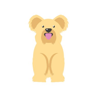 Şirin küçük köpek.