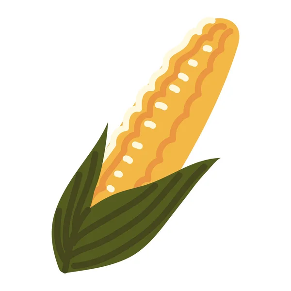 Frischer Maiskolben — Stockvektor