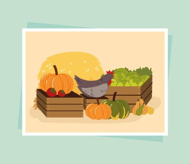 organik sebze ve tavuk