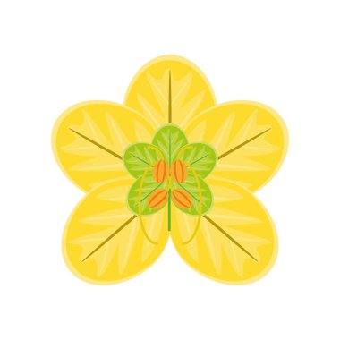 Tropikal Frangipani çiçeği