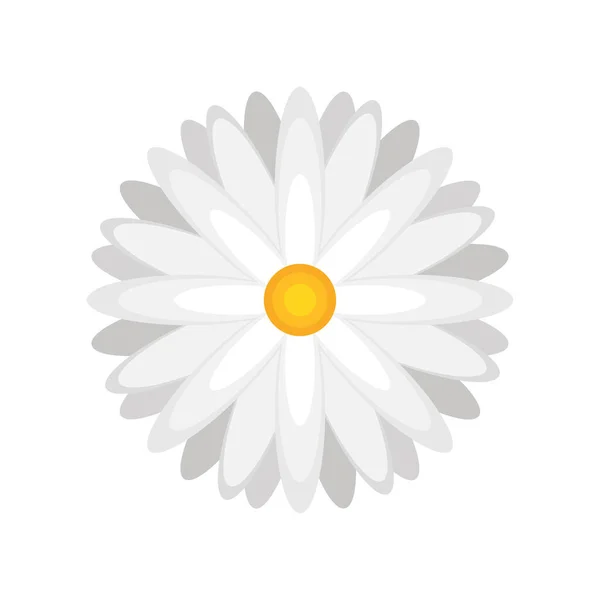 Flower daisy nature — Stock Vector