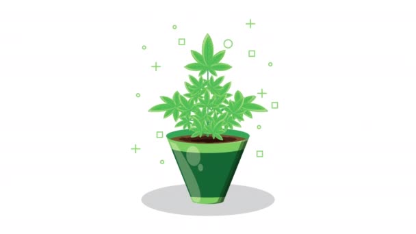 Plante de cannabis en pot animation — Video