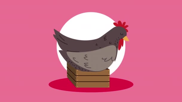 Animation de style de vie à la ferme avec poule brune — Video