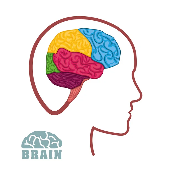 Diseño del cerebro humano. — Vector de stock