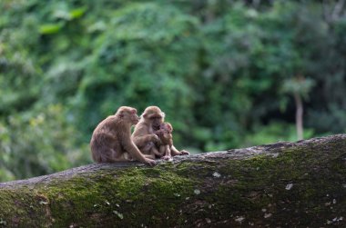 ağaçta yaşayan maymun