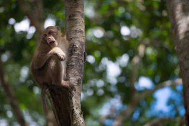 maymun tırmanış ağaç