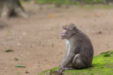 maymun yerde oturuyor.