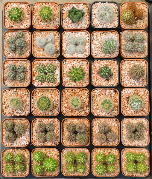 Planta de cactus en línea — Foto de Stock