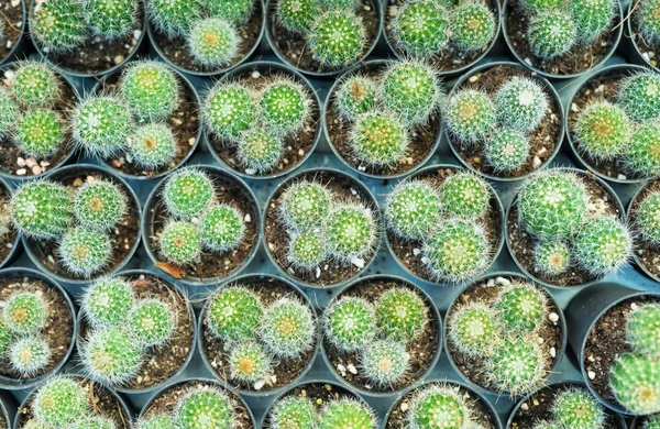 พืชแคคทัสในแถว — ภาพถ่ายสต็อก