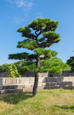 Japonya'nın Osaka Kalesi