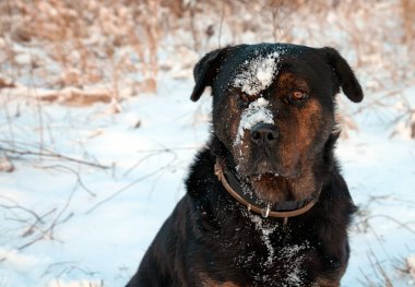 Kışın yüzünde kar olan büyük bir köpek.