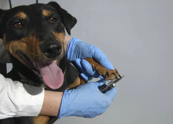 claw cutting in a dog of the Jagdterrier breed, with forceps, hands in medical gloves, focus on the dog's paw
