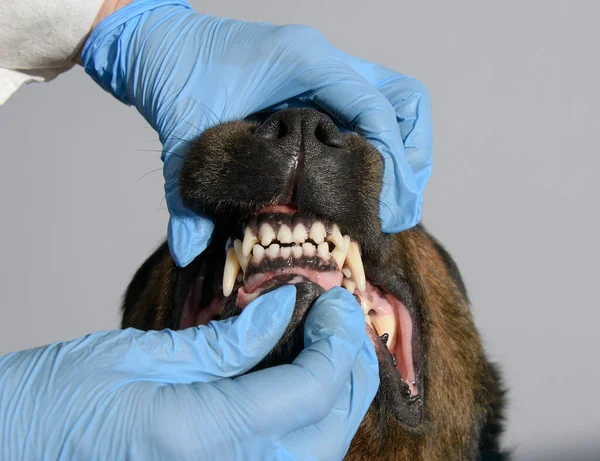 veterinarian examining the dog\'s teeth with hands in medical gloves
