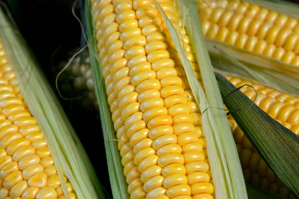 Spiga Matura Grano Una Foglia Vicino — Foto Stock