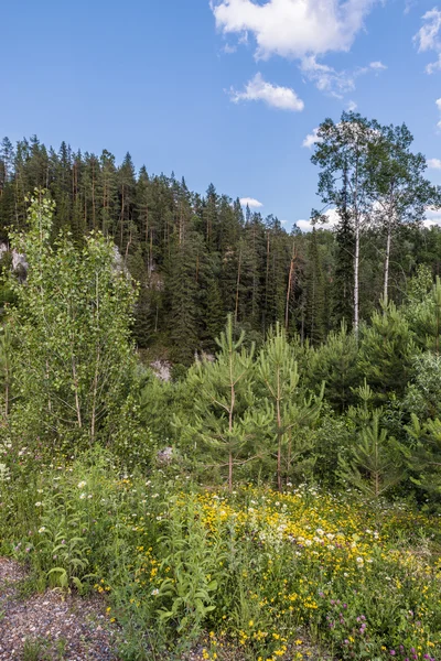 Floresta mista nas Montanhas Urais . — Fotografia de Stock