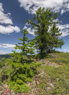 Ural Dağları'nda Karaçam ağacı.