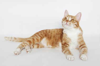 Kızıl saçlı tekir kedi üzerinde beyaz izole