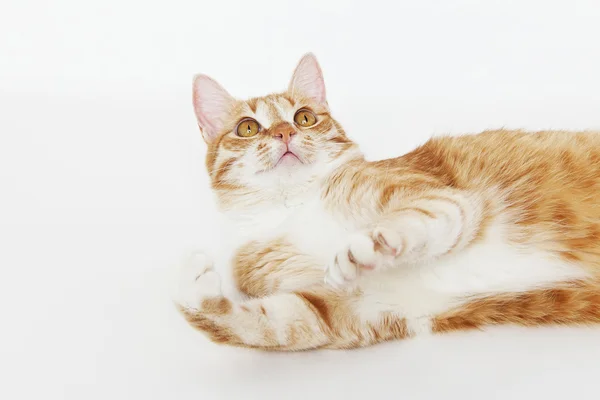 Eğlenceli turuncu tekir kedi 