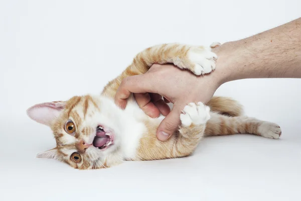 Смешной злой кот — стоковое фото