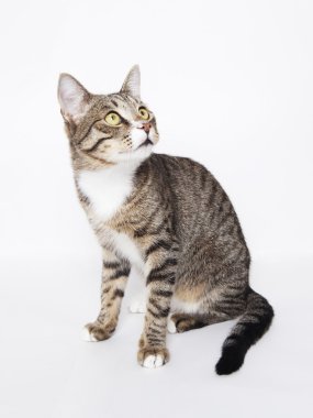 Beyaz üzerine meraklı kedi