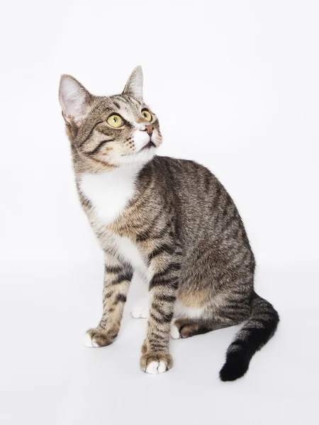 Beyaz üzerine meraklı kedi